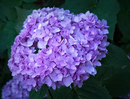lush bigleaf hydrangea mophead bloom with soft purple florets and dark green foliage background