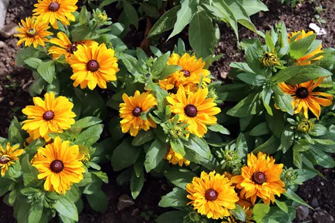 lush black-eyed susan garden featuring multiple vibrant yellow blooms with dark centers growing in rich soil amidst green foliage