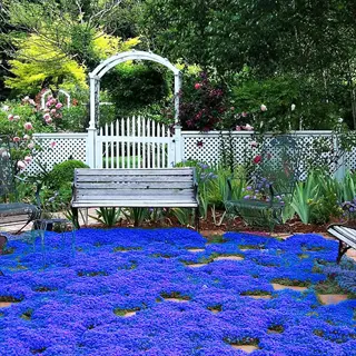 lush blue creeping thyme ground cover forming a dense floral carpet in a garden with white benches, wooden arch, and vibrant greenery