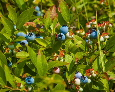lush blueberry bush with ripe blue berries and unripe green berries among vibrant green foliage
