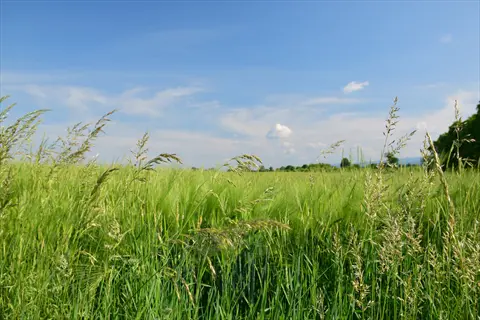 lush bluegrass pasture field under sunny skies with tall green grasses and scattered clouds