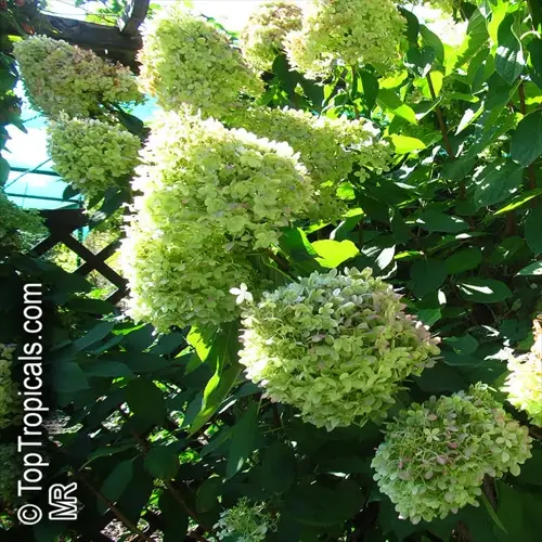lush bobo hydrangea blooming garden with clusters of green-white flowers and wooden trellis background