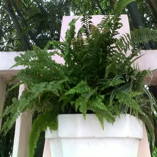 lush boston fern hanging basket with green fronds in white container against garden backdrop
