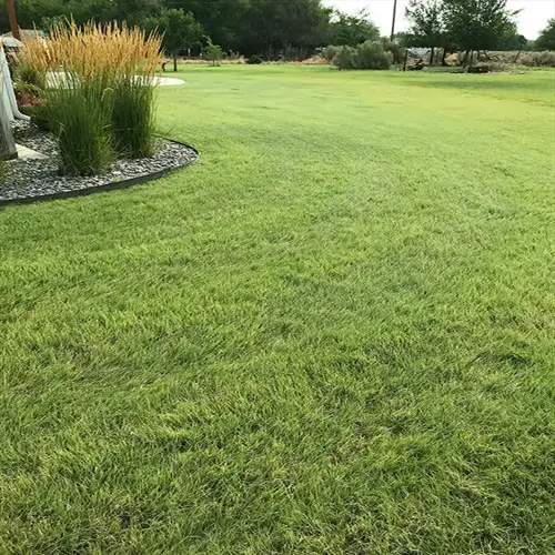 lush buffalo grass lawn with ornamental grasses and stone border in a sunny residential yard