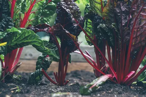 lush bulls blood beet leaves with deep red stems growing in garden soil