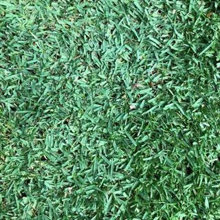 lush citrablue grass turf with healthy green blades