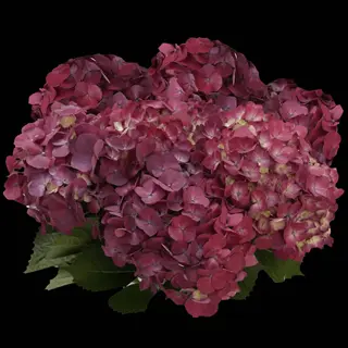 lush cluster of raspberry hydrangea blooms with deep pink petals and green leaves against black background