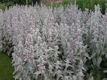 lush cluster of silky fleece lamb's ear plants with soft silver-gray leaves and purple flower spikes in a garden