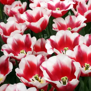 lush cluster of triumph tulip varieties featuring vibrant red-and-white blooms in a garden display
