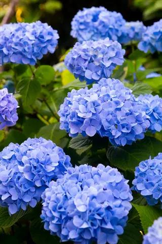 lush clusters of blue hydrangea flowers with vibrant green leaves against dark background