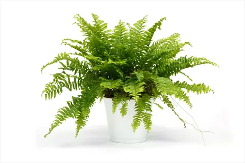 lush compact fern indoors in white pot against white background