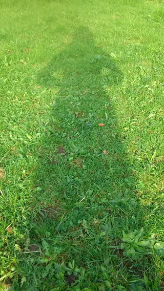lush dark green centipede lawn with a shadow and small plants