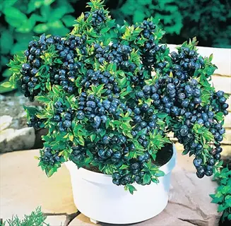 lush dwarf blueberry container plant (top hat dwarf blueberry variety) heavy with dark blue ripe berries, growing in white pot outdoors