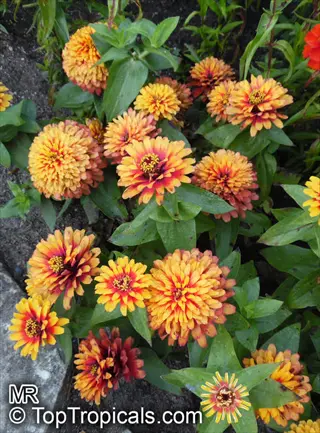 lush dwarf zinnia container garden with vibrant orange-yellow flowers and green foliage