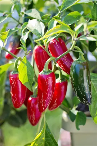 lush early jalapeño pepper plant with ripening peppers (green to red) growing on vibrant green foliage in a sunlit garden