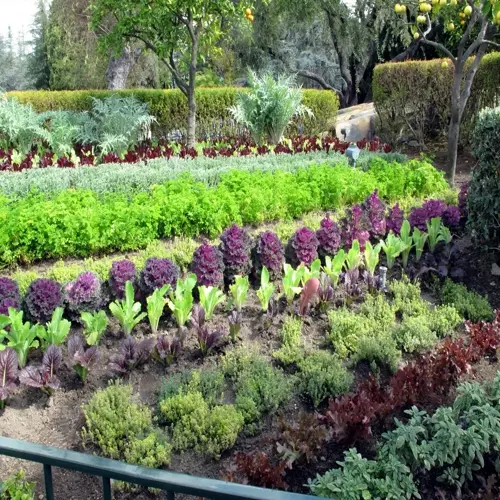 lush edible landscape garden with organized rows of leafy greens, purple kale, and herbs bordered by hedges and fruit trees