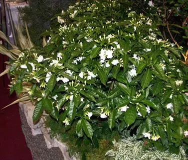 lush everblooming gardenia shrub featuring glossy green leaves and clusters of white flowers