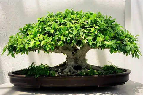 lush ficus bonsai tree with thick trunk, aerial roots, and dense green foliage in oval ceramic pot against light wall