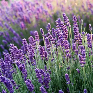 lush field of royal velvet lavender with vibrant purple flower spikes and green foliage