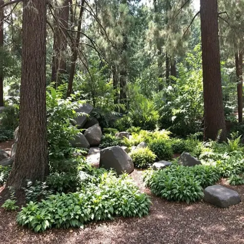 lush forest pathway with tall pine trees, mossy boulders, and dense green ground cover garden between the trunks