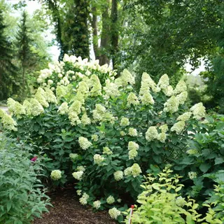 lush garden featuring limelight prime hydrangeas with vibrant green and white blooms amidst diverse foliage