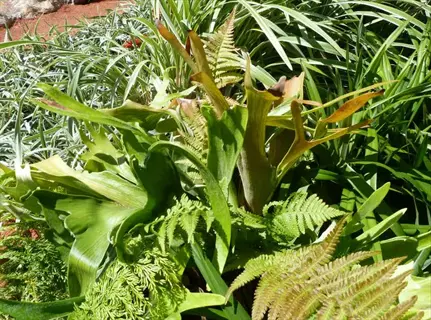 lush garden featuring platycerium bifurcatum ferns with distinctive fronds among diverse green foliage