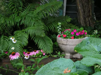 lush garden featuring shade-tolerant plants: ferns, hostas, coneflowers and flowering impatiens thriving in low light conditions