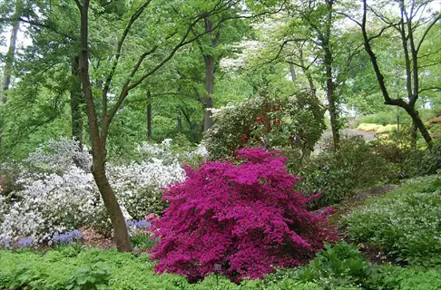lush garden landscape featuring a vibrant magenta azalea garden bed surrounded by white blooms and tall trees