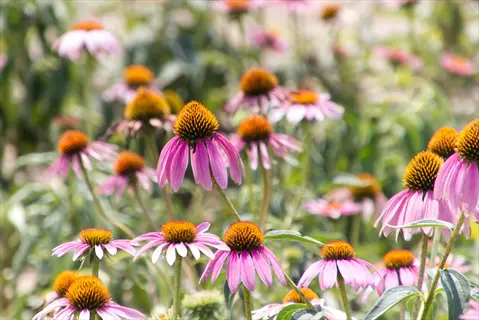 lush garden of blooming purple coneflowers with pink petals and orange centers surrounded by green foliage