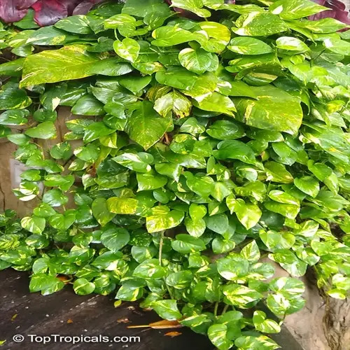 lush golden pothos trailing plant with heart-shaped green and yellow variegated leaves cascading downward