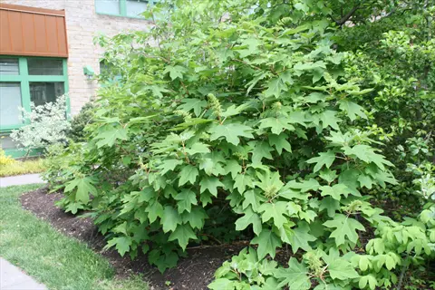 lush green alice oakleaf hydrangea shrub with large lobed leaves growing near a building