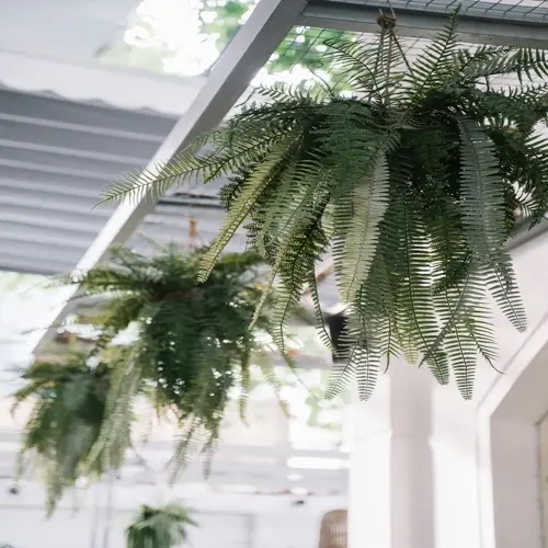 lush green boston fern hanging baskets suspended under a metal awning in a bright indoor space