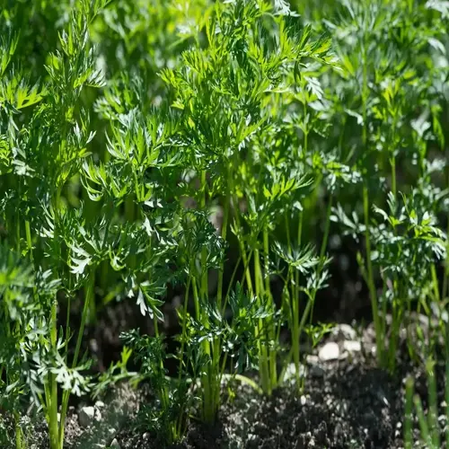 lush green carrot plants thriving in a sunny garden bed
