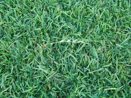 lush green centipede grass lawn close-up with dense, healthy blades