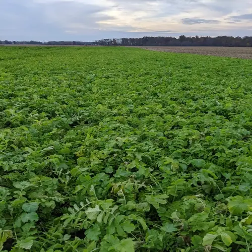 lush green cover crop field at dusk with distant trees under a cloudy sky