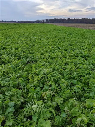 lush green cover crop field under partly cloudy sky with distant trees
