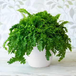 lush green dallas fern potted in white container against floral wallpaper backdrop
