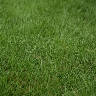 lush green fescue grass lawn with fine-textured, dense blades in a residential yard setting