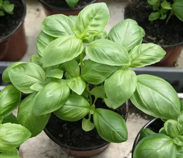 lush green genovese basil leaves growing in terracotta pots, showing vibrant foliage and healthy soil