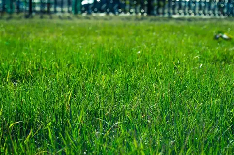 lush green hard fescue lawn under sunny skies