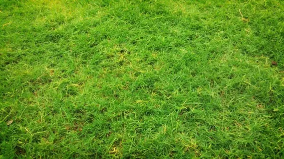 lush green lawn grass closeup showing dense healthy blades and uniform growth