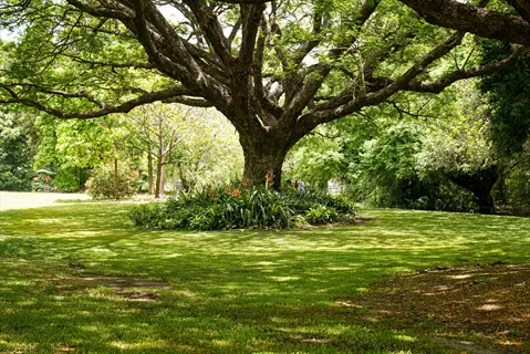 lush green lawn shaded by large trees in a serene park setting with dappled sunlight
