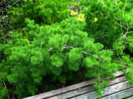 lush green ming fern asparagus plants with delicate fronds growing beside a weathered wooden bench in a garden