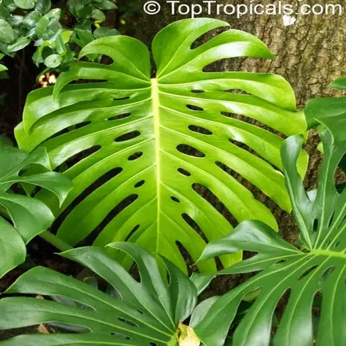 lush green monstera deliciosa leaves with characteristic splits and holes, growing naturally near tree trunk