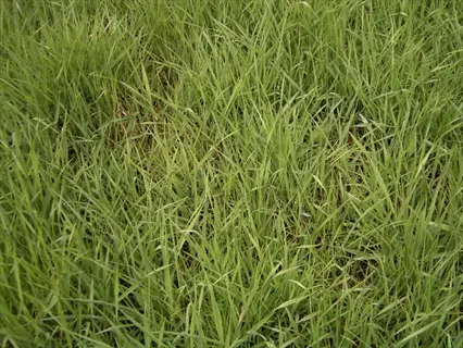 lush green pensacola bahia grass pasture field