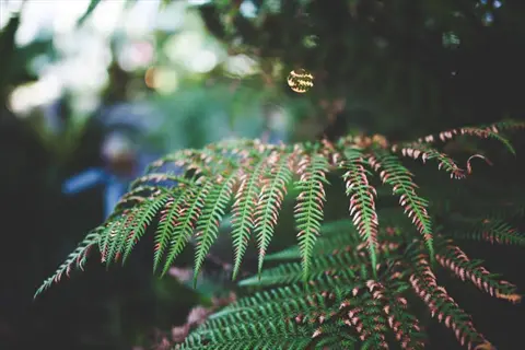 lush green plant leaves of fern fronds in a natural setting with soft background bokeh