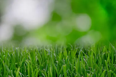 lush green texas lawn grass close-up with blurred natural background