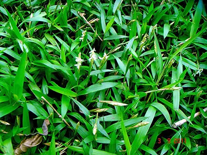 lush green tifblair centipede lawn with small white flowers and '3 9 2011' date stamp