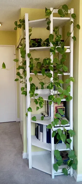 lush green vining plants thriving on white multi-tiered shelving unit in bright room with indirect light