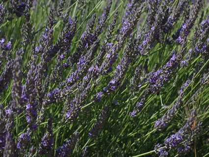 lush grosso lavender field in full bloom with vibrant purple flower spikes and green foliage